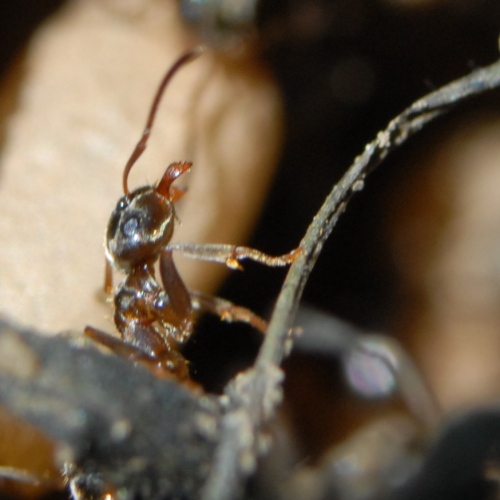Oeil pour oeil, mandibule pour mandibule
